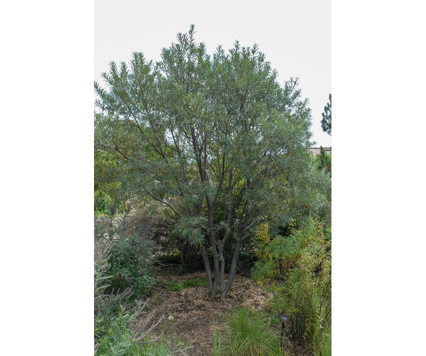 Common Sea Buckthorn